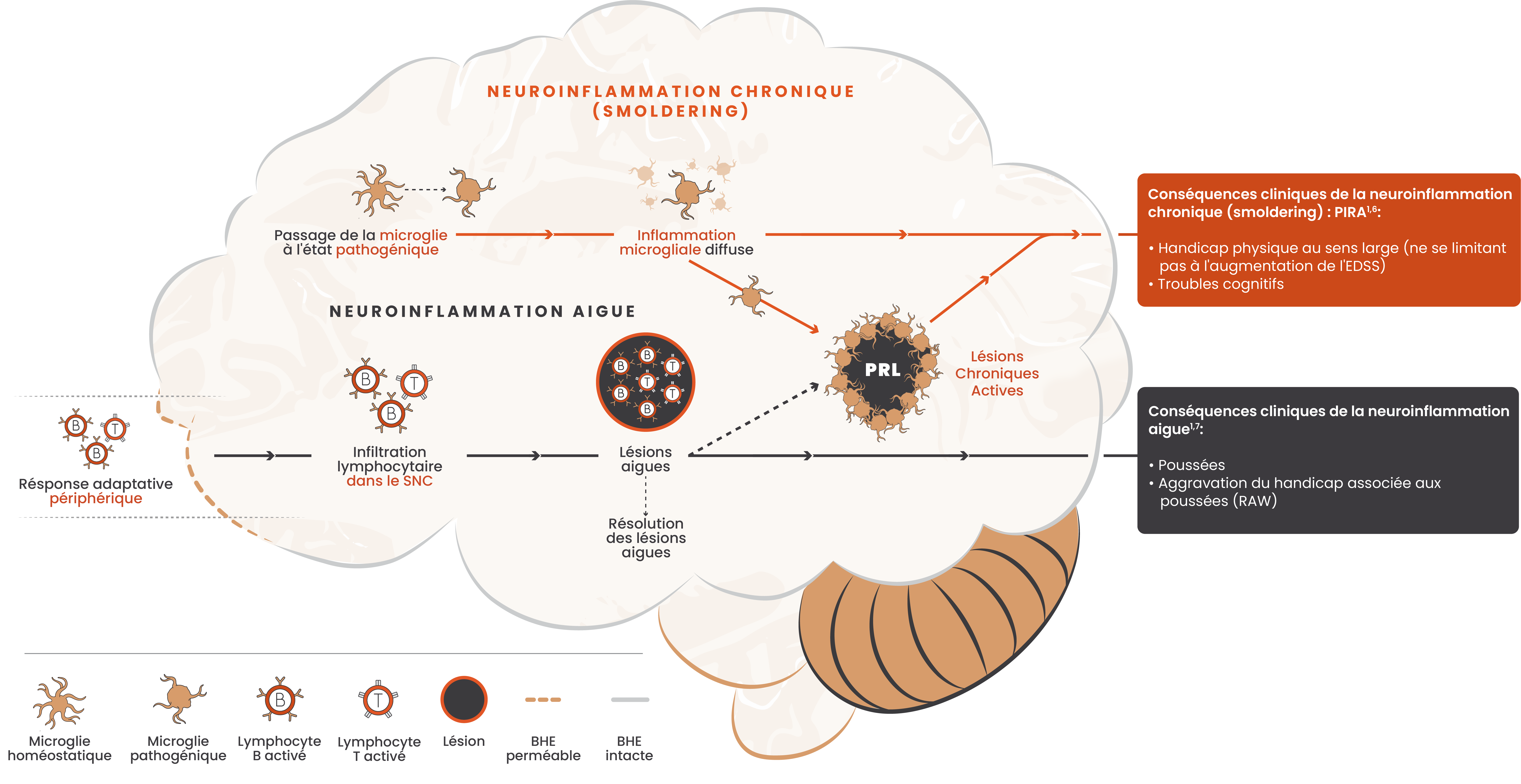 Illustration montrant les voies concurrentes de neuroinflammation aiguë et chronique ainsi que les effets de ces voies dans le cerveau avec des images de microglies, cellules B, cellules T, lésions et la barrière hématoencéphalique.